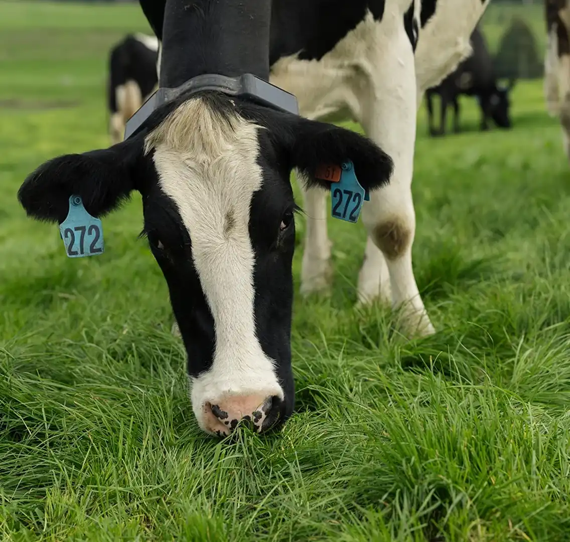 dairy cow grazing, wearing Halter collar