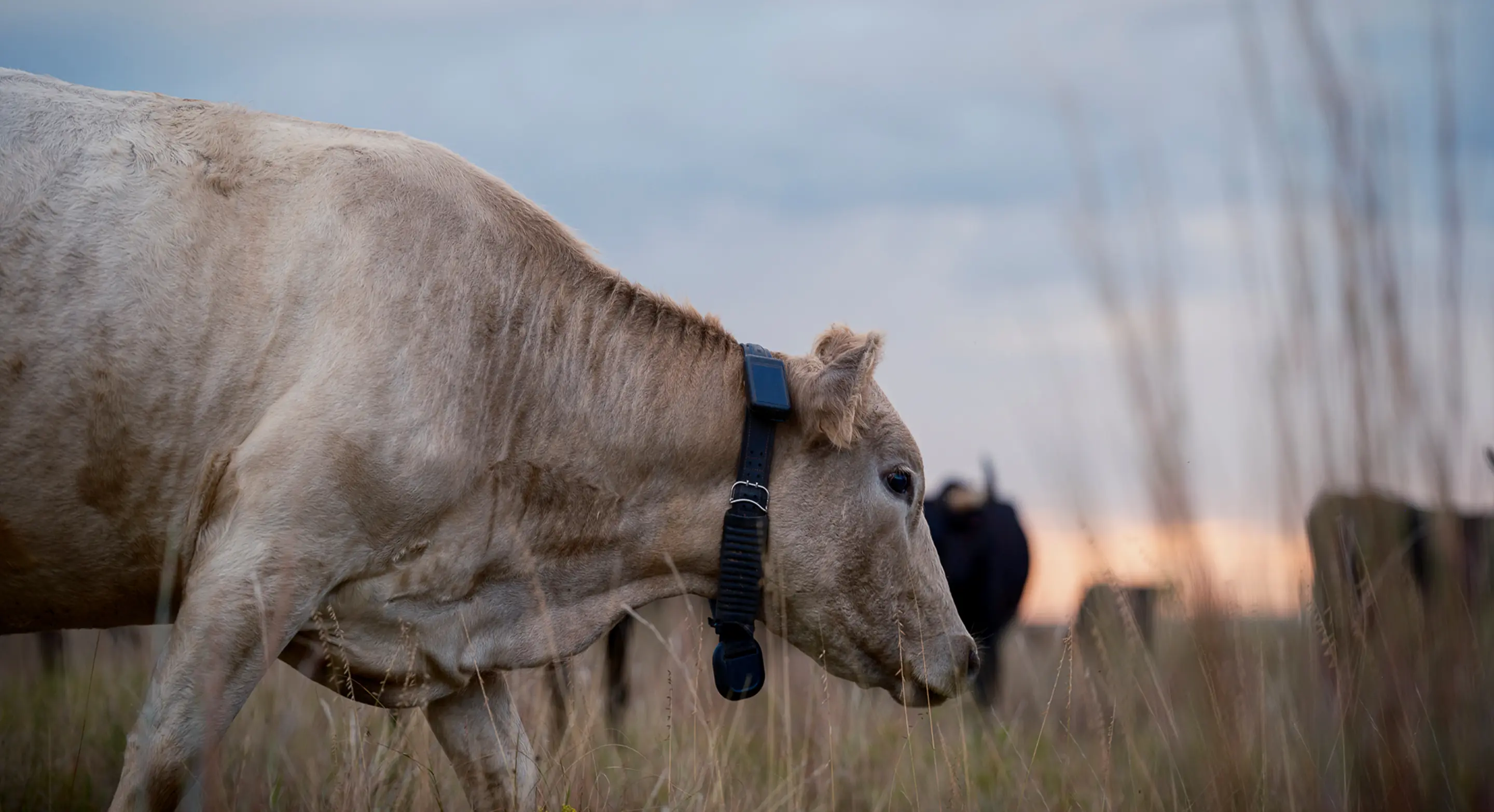 A cow grazing at sunrise