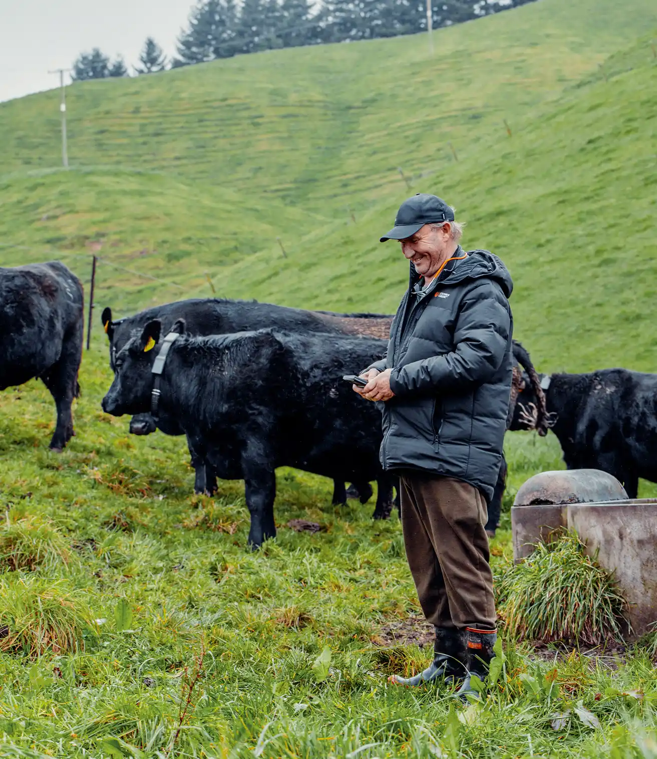 Halter farmer on the farm close by his black cows wearing their Halter collars
