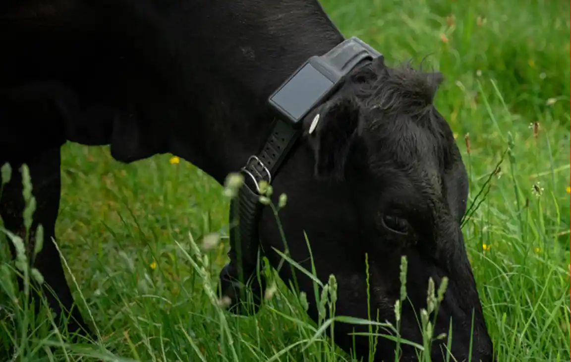 Close up shot of a black Halter cow