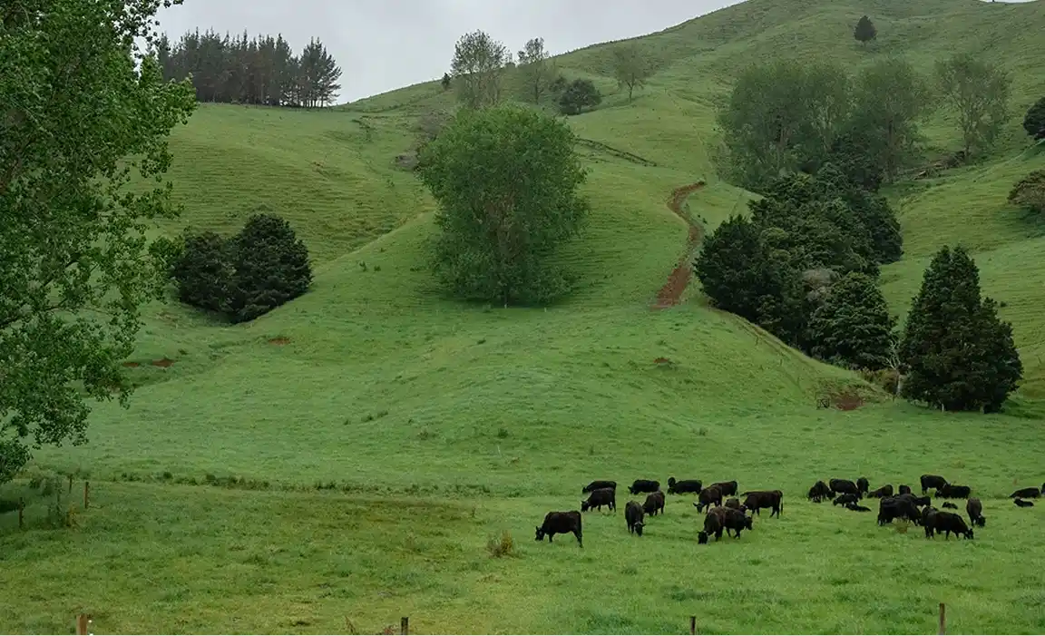 Black beef cows grazing on Hill Country
