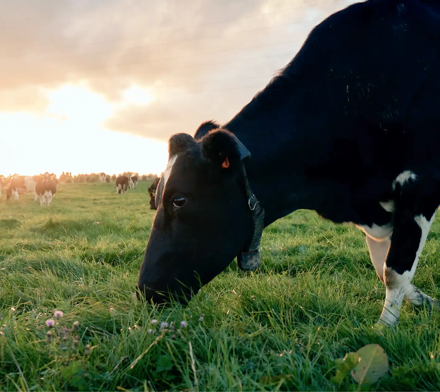 Halter cow grazing on green pasture