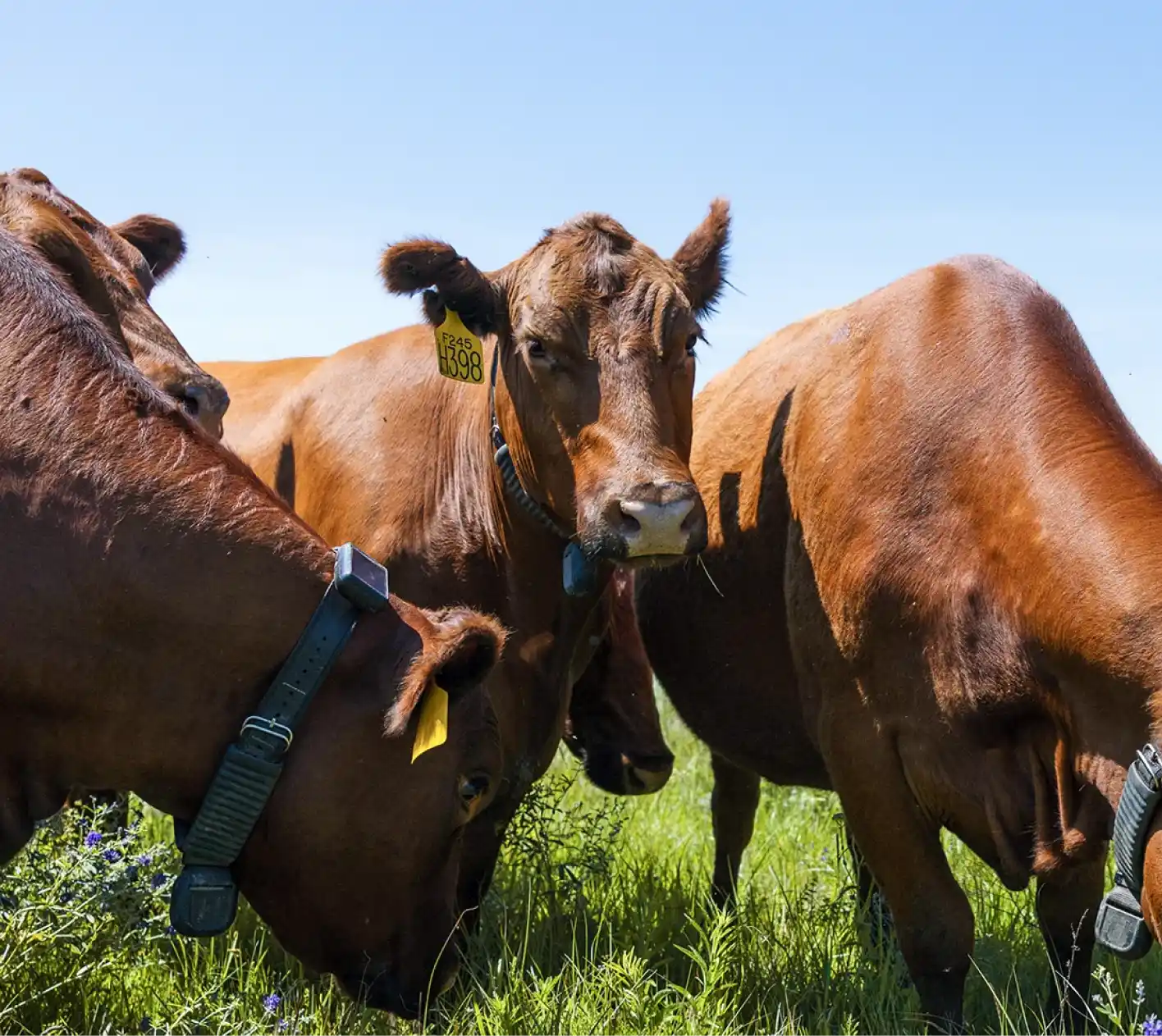 Brown Halter cows grazing