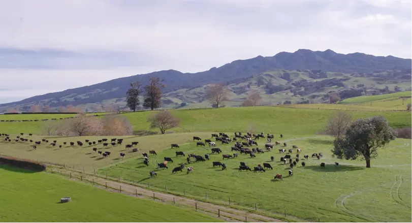 Far away shot of cows grazing on pasture