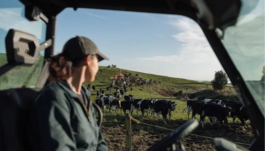 A Halter farmer sitting in her tractor looking out over her dairy cows