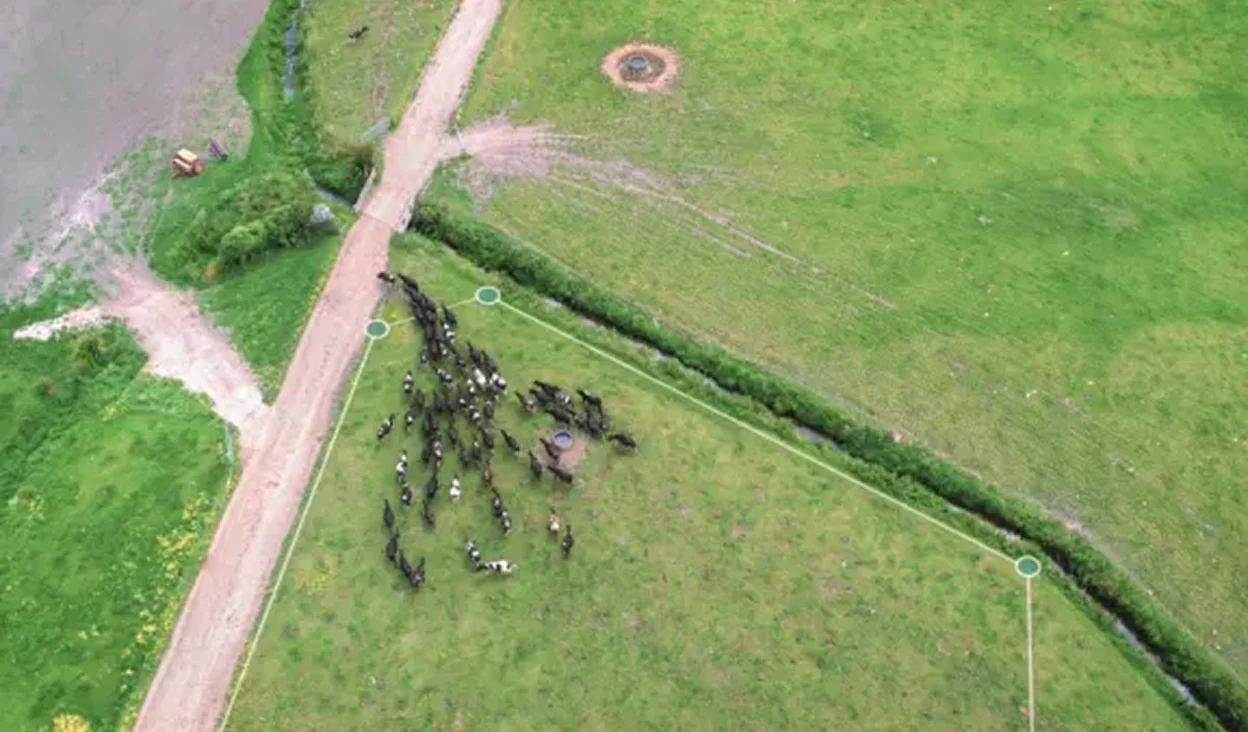 Cows walking out of a paddock and on to the race