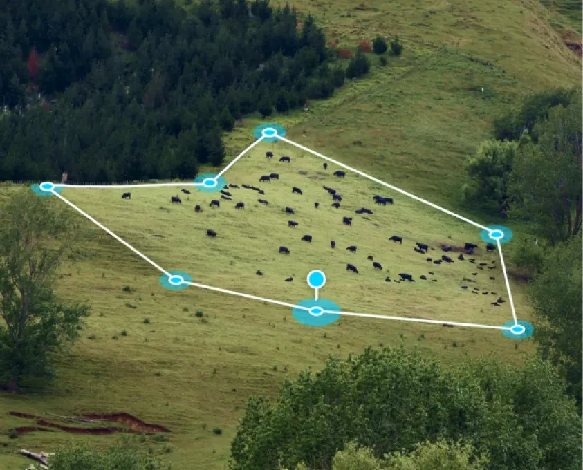 Aerial view of a grassy hillside with a herd of cows inside a digitally marked virtual paddock boundary.