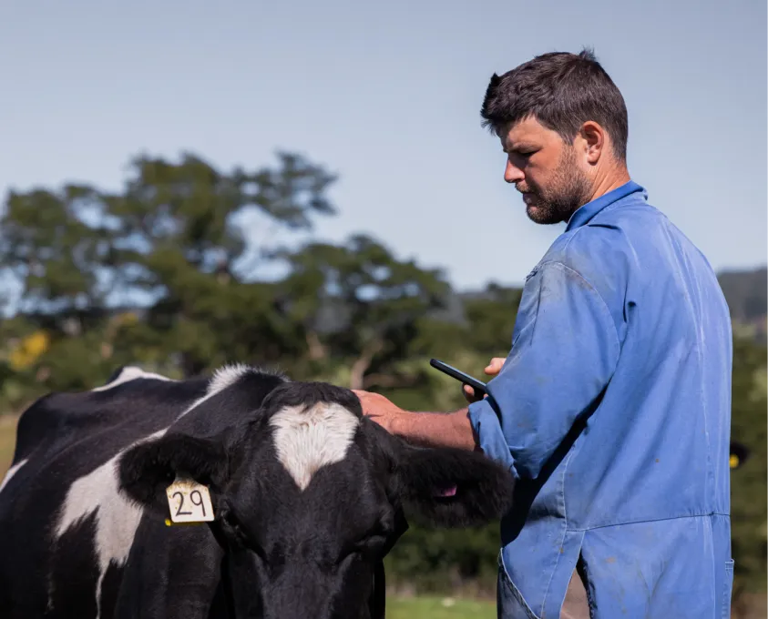 Farmer in blue workwear gently looking at a cow’s halter collar while checking his phone in a paddock.