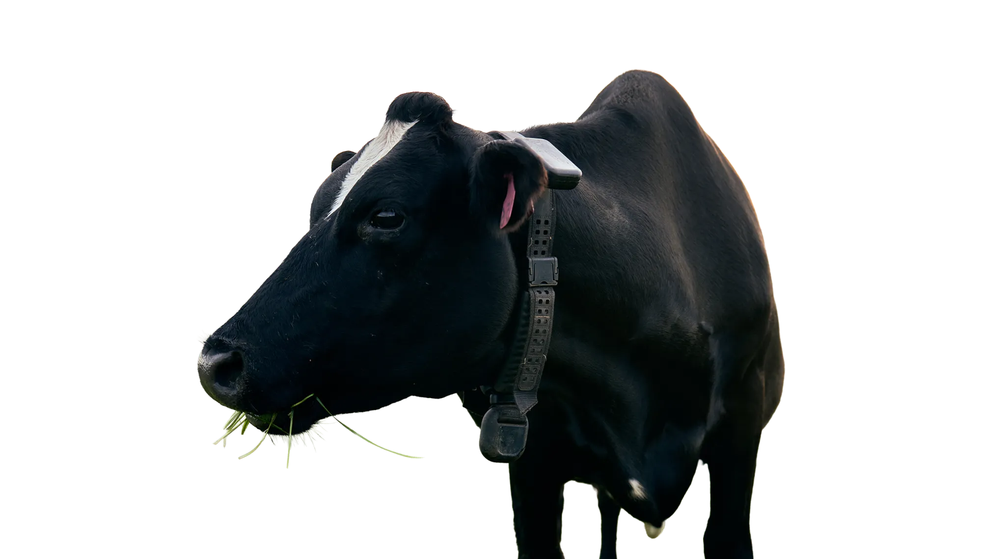 A black and white dairy cow with a halter collar around its neck, chewing grass.