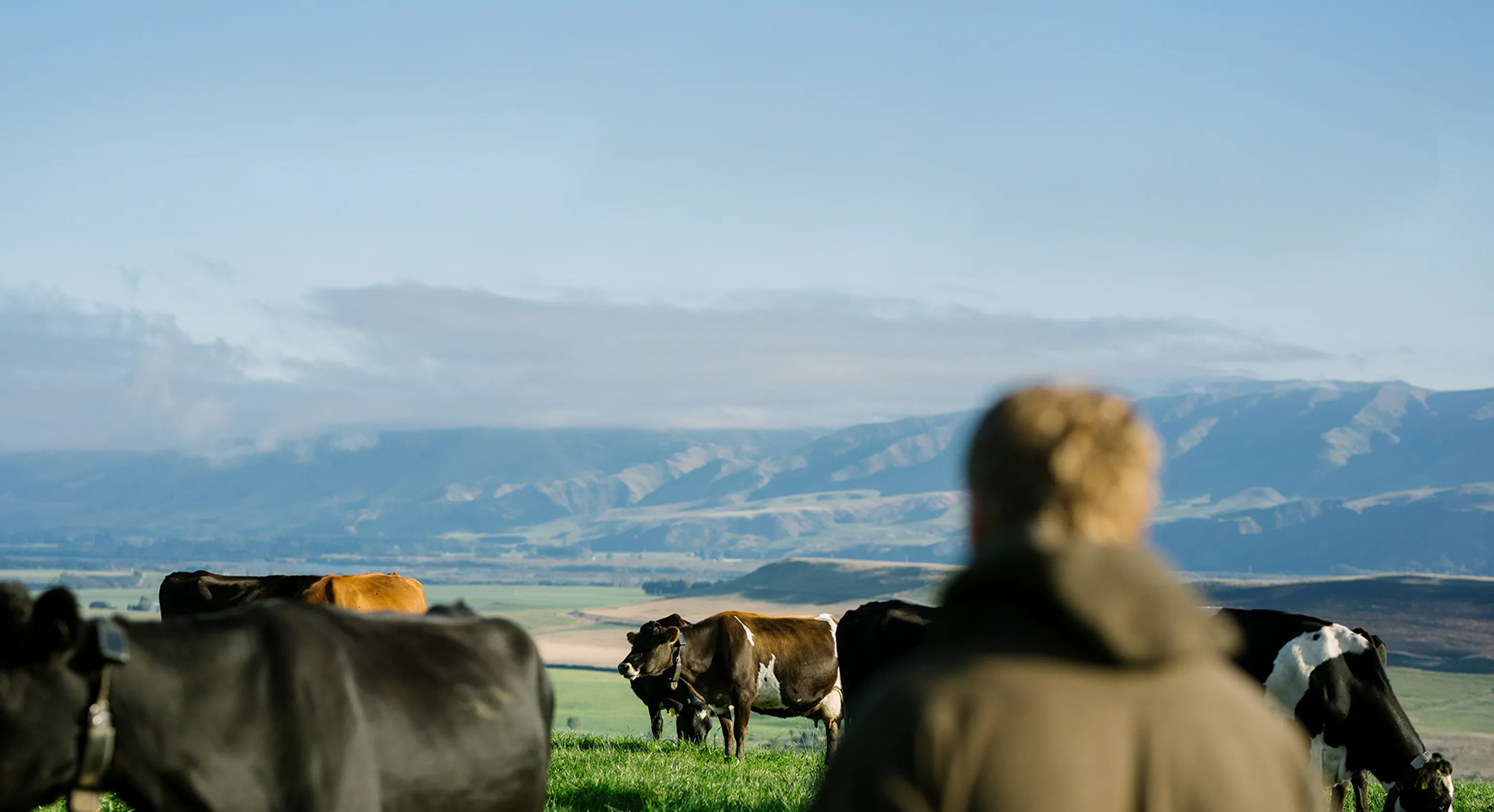 A farmer stands in the foreground, observing a herd of dairy cows wearing Halter collars as they graze on a green pasture, with rolling hills and a blue sky in the background.