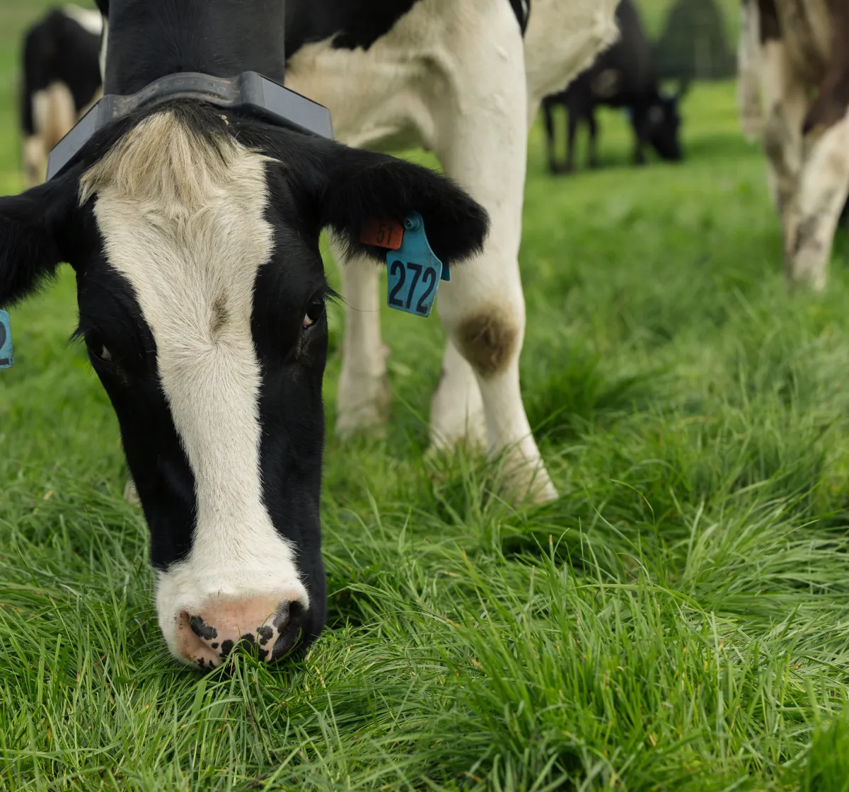 A close-up of a black and white dairy cow wearing a Halter collar and blue ear tag numbered 272, grazing on lush green grass.