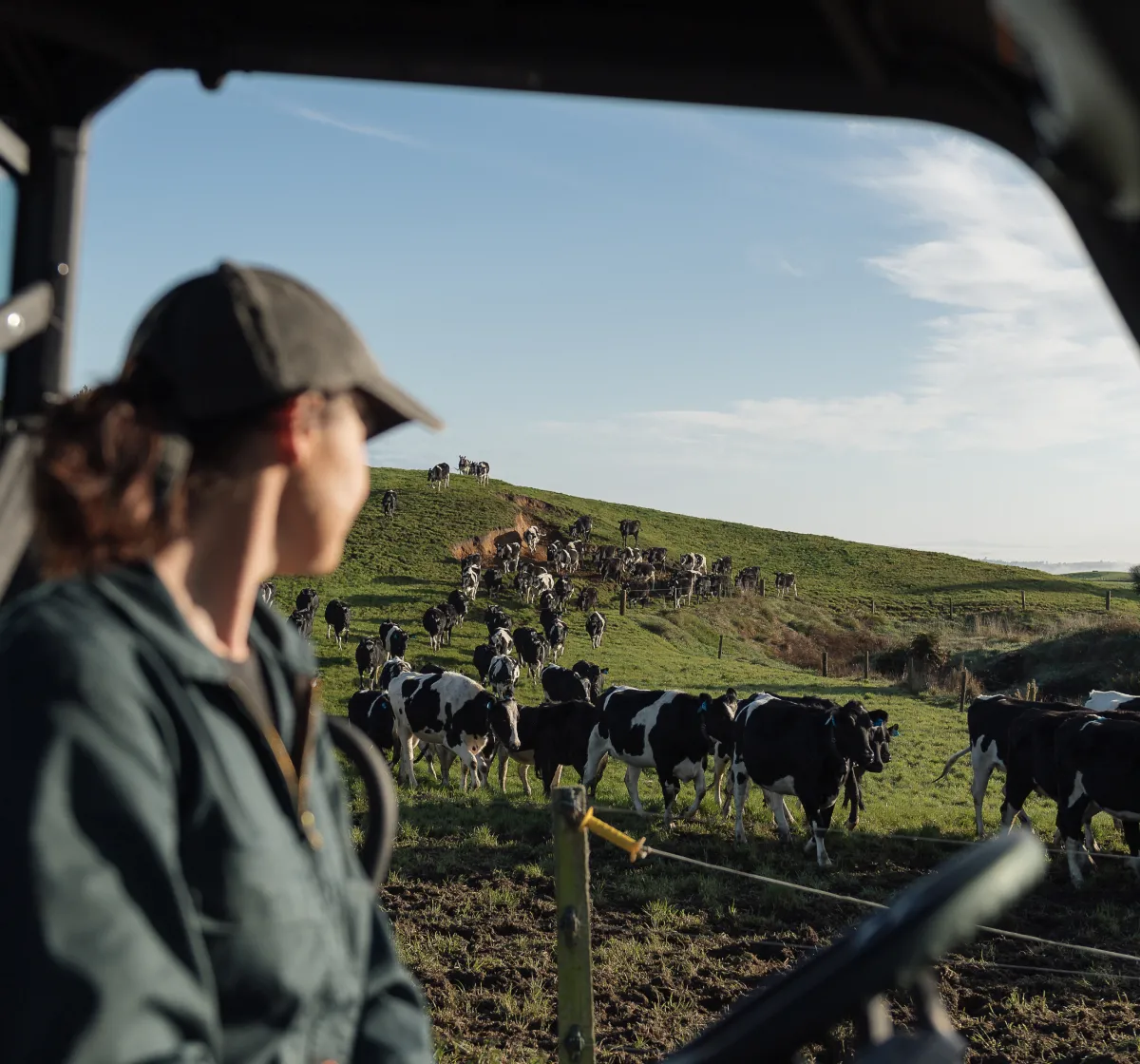 A person looks out from a vehicle at a herd of black and white cows walking up a grassy hillside.