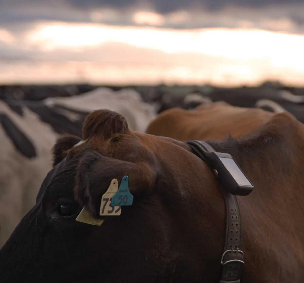 A brown dairy cow wearing a Halter collar stands among a herd at sunset, with a soft glow on the horizon.