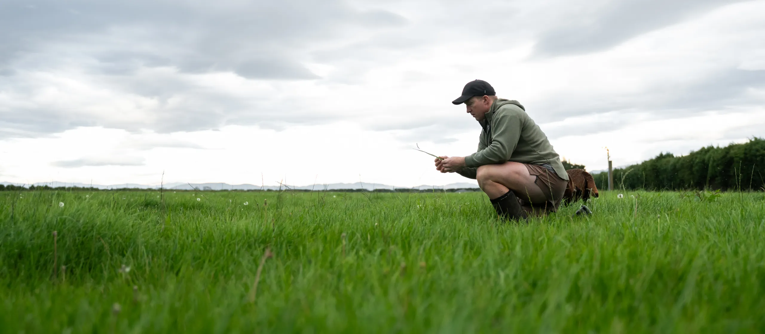 A farmer kneels in a grassy field under a cloudy sky, inspecting a blade of grass.