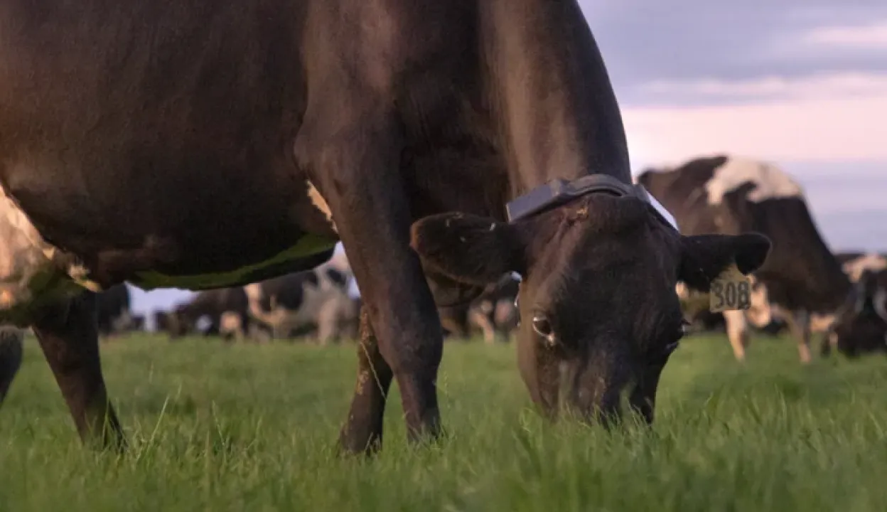 A dairy cow with an ear tag and Halter collar grazes on pasture during sunset, with more cows blurred in the background.