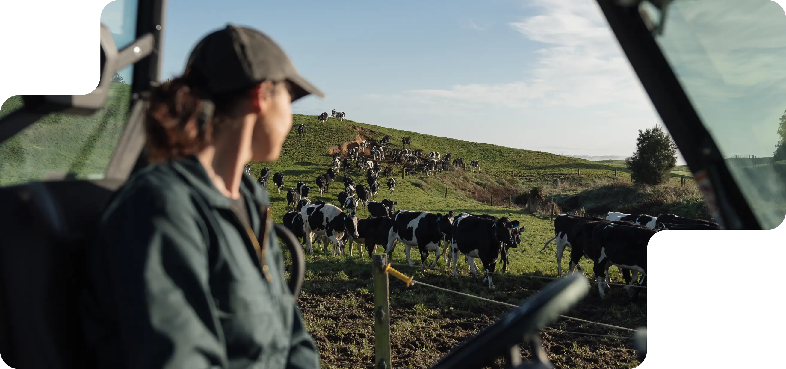 A person looks out from a vehicle at a herd of black and white cows walking up a grassy hillside.