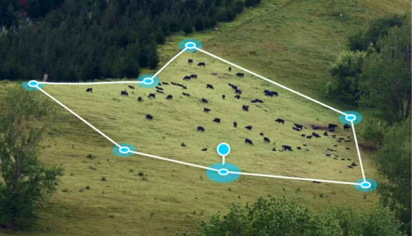 Aerial view of a grassy hillside with a herd of cows inside a digitally marked virtual fence.