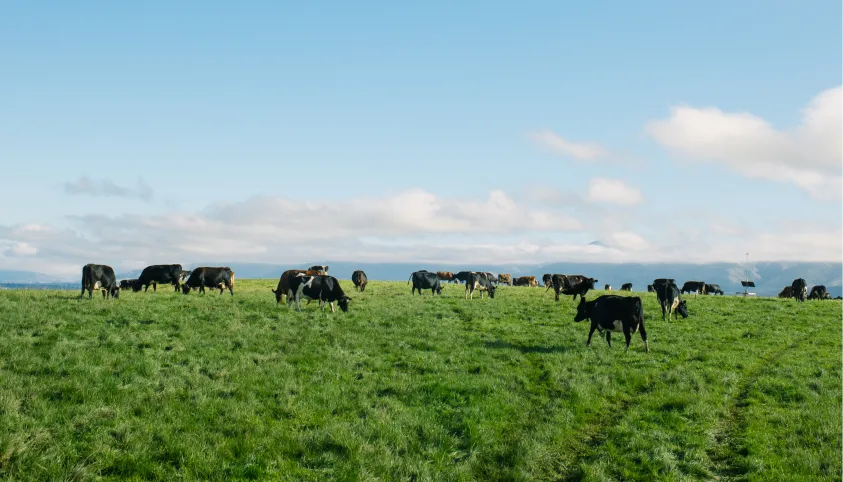 A wide view of black and white dairy cows grazing on a green pasture under a blue sky, with hills and scattered clouds in the distance.