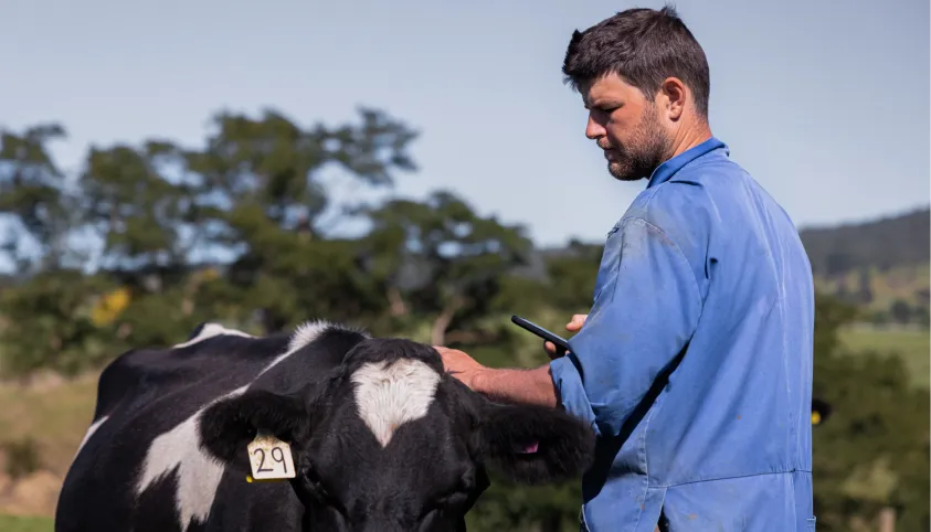 Farmer in blue workwear gently looking at a cow’s halter collar while checking his phone in a paddock.