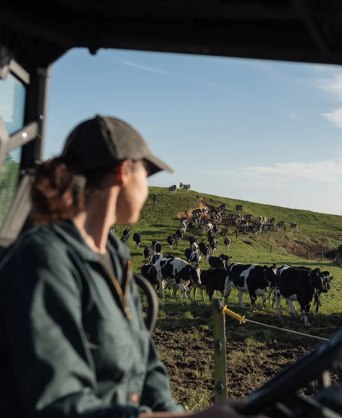 A person looks out from a vehicle at a herd of black and white cows walking up a grassy hillside.