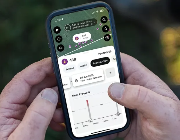 A person holds a smartphone displaying a Halter farm management app with a cow's heat detection and health data on screen.