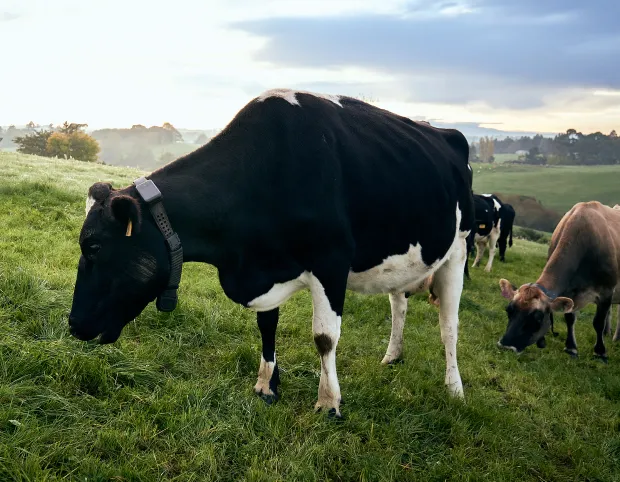 A black and white dairy cow wearing a Halter collar grazes on a grassy hillside at sunrise, with other cows in the background.