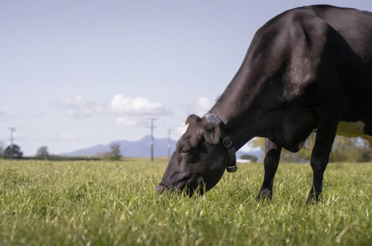 Close-up of a dairy cow grazing in a lush pasture on a sunny day, wearing a collar with a sensor; mountains and power lines are visible in the distance under a clear sky.