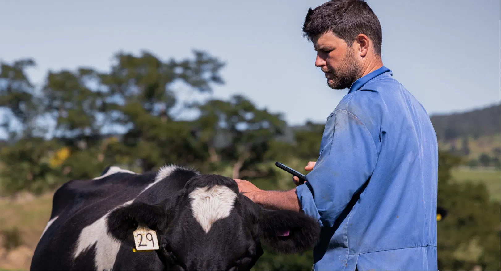 Farmer in a blue work uniform interacting with a dairy cow marked with a number tag, holding a mobile device in one hand while gently checking Halter collar on cow with the other.