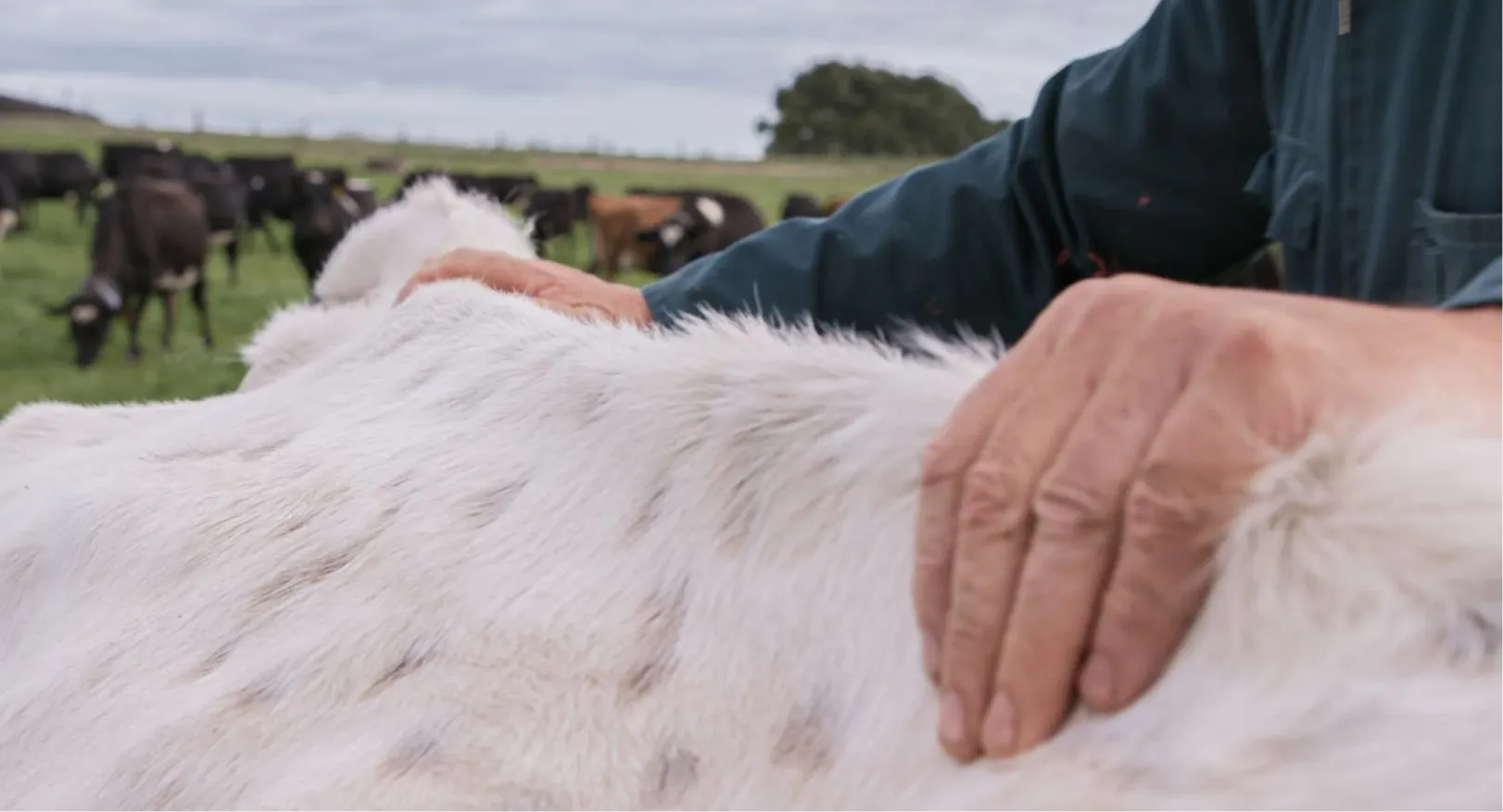 Close-up of a farmer's hands resting gently on the back of a white cow, with a herd of black cows grazing in the blurry background on a grassy field.