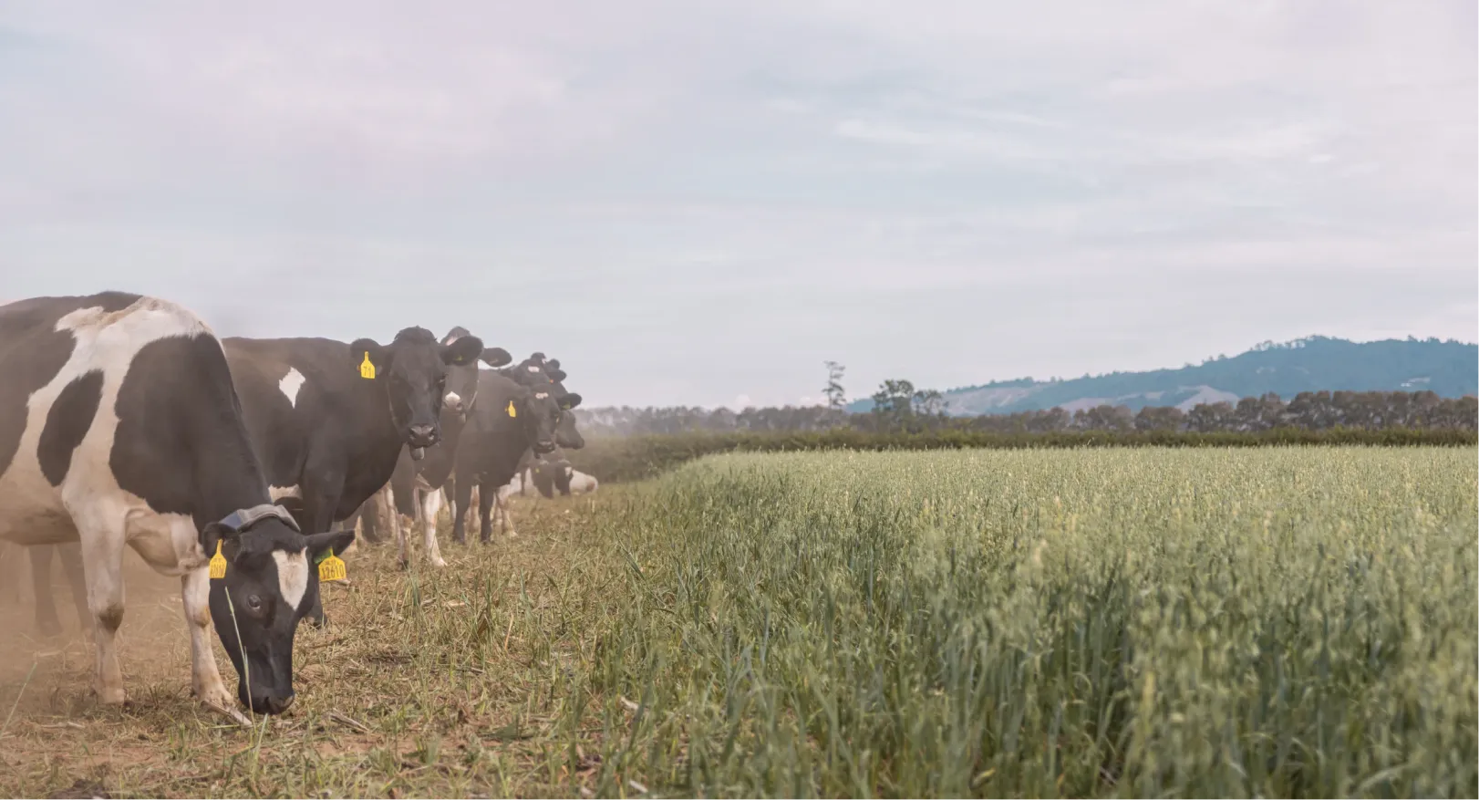 Line of black-and-white dairy cows grazing up to a virtual fence line.
