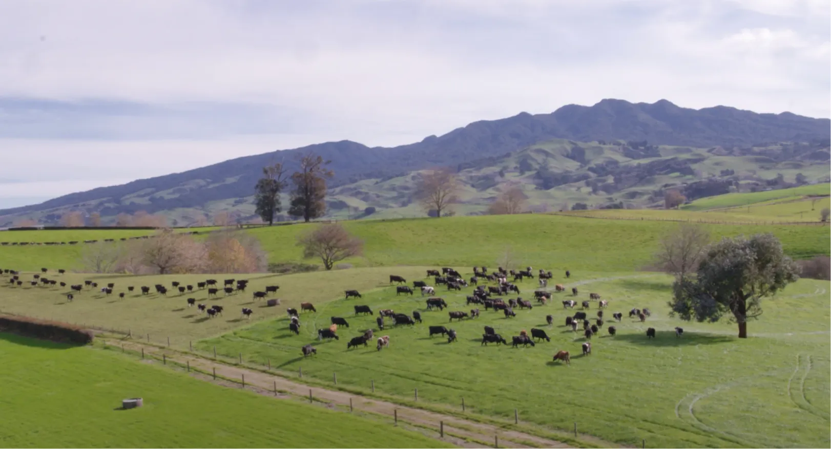 Aerial view of lush, hilly farmland with multiple groups of cows spread out across the paddocks; a mountain range looms in the distance under a lightly clouded sky.