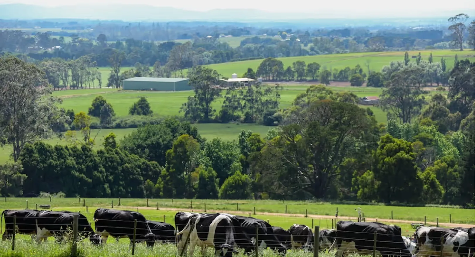 Wide landscape view of green farmland with black-and-white dairy cows grazing in a fenced paddock; rolling hills, scattered trees, and rural buildings fill the background under a hazy sky.