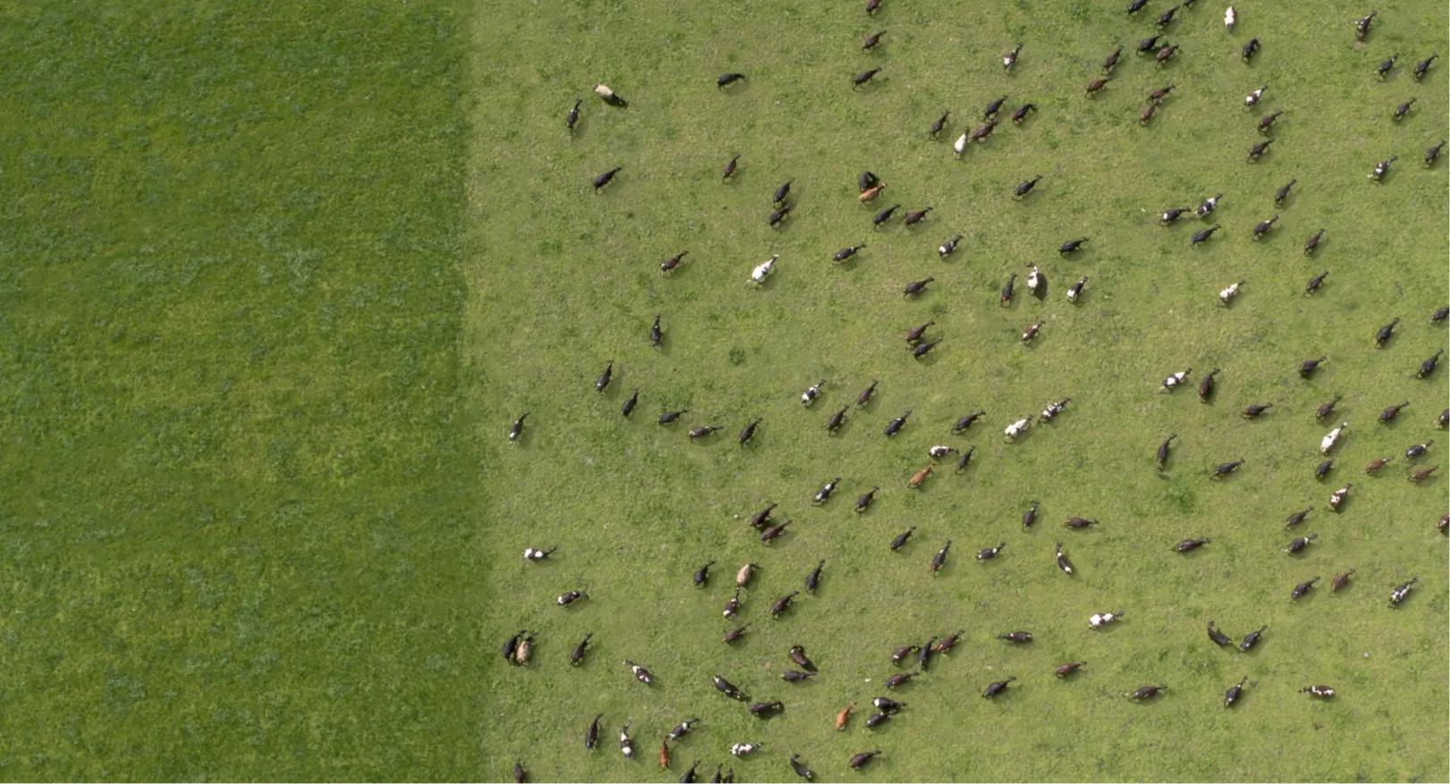 Top-down aerial shot of a herd of cows scattered across a large grassy field, showing variation in cow color and direction, with a sharp contrast between the grazed & ungrazed pasture.