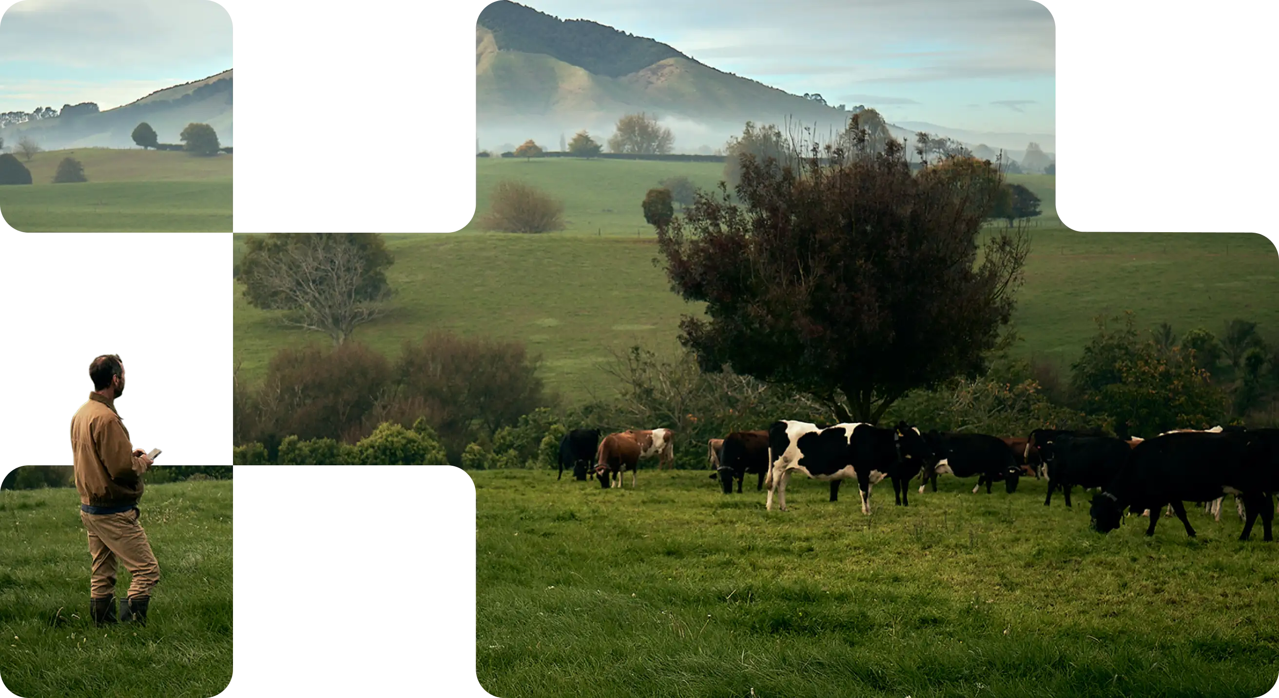 A Halter farmer stands in a green pasture observing a herd of cows grazing under a large tree, with rolling hills and misty mountains in the background.