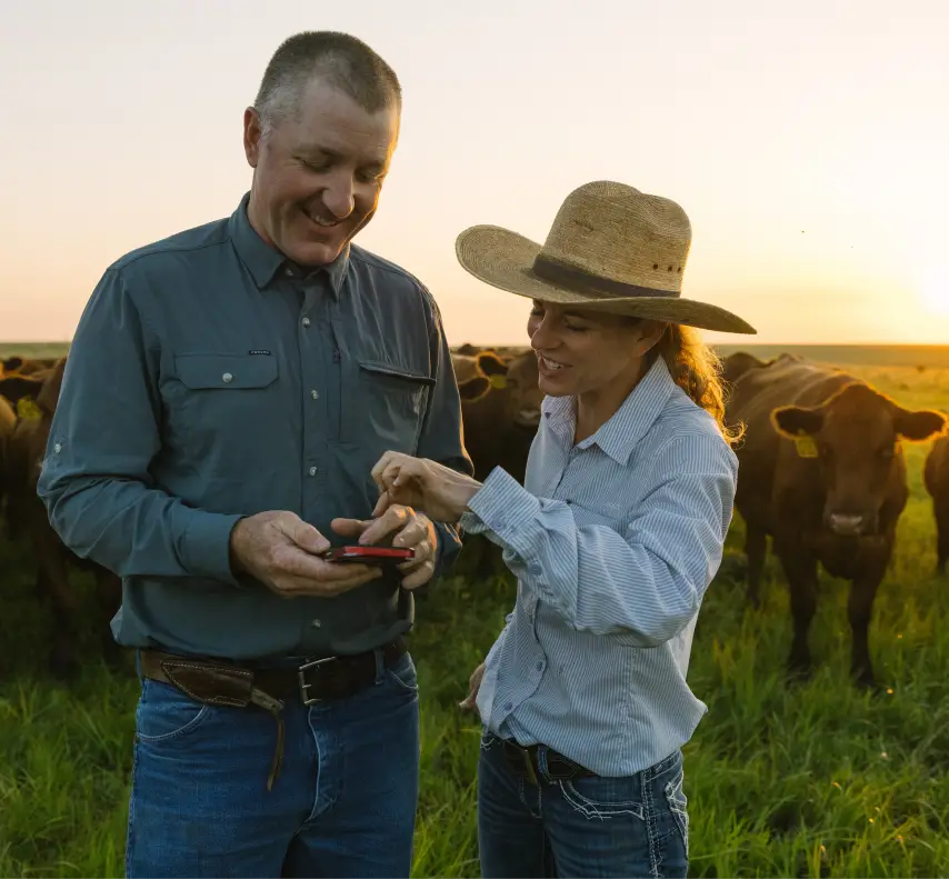 A man and woman rancher stand in a field at sunset, smiling and looking at a smartphone together, with a herd of Halter cows grazing behind them.