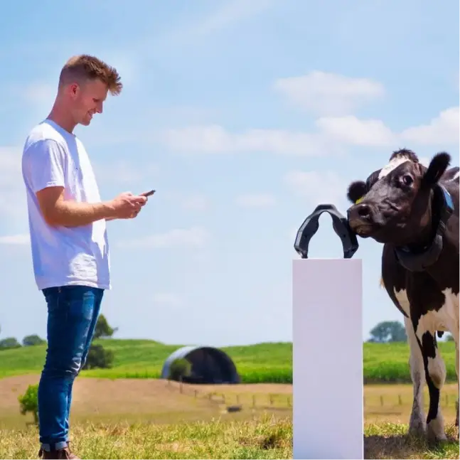 Craig Piggott in a white t-shirt smiles while using his phone next to a cow wearing a halter collar, with a second halter collar on display nearby in a sunny rural setting.