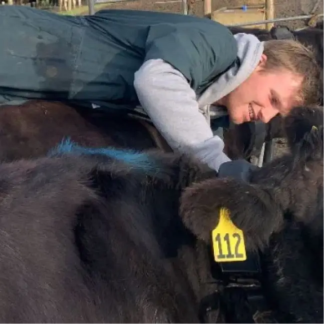 Craig Piggott leans over a black cow, smiling while fitting a Halter collar to the animal.