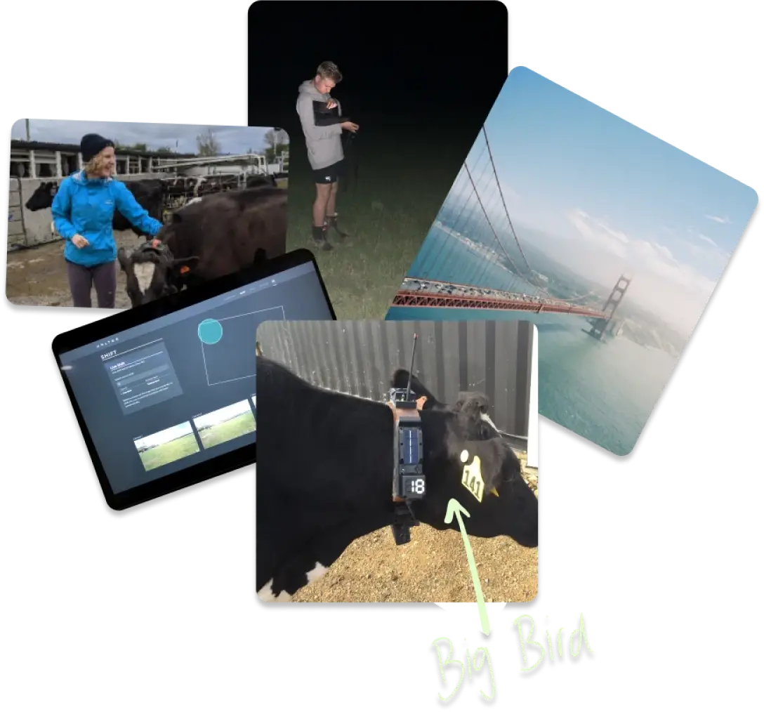 A collage of early field testing and development at Halter, featuring people interacting with cows at night and during the day, a view of the Golden Gate Bridge, a computer screen with tracking software, and a close-up of a black cow named Big Bird wearing an early version of a halter collar.