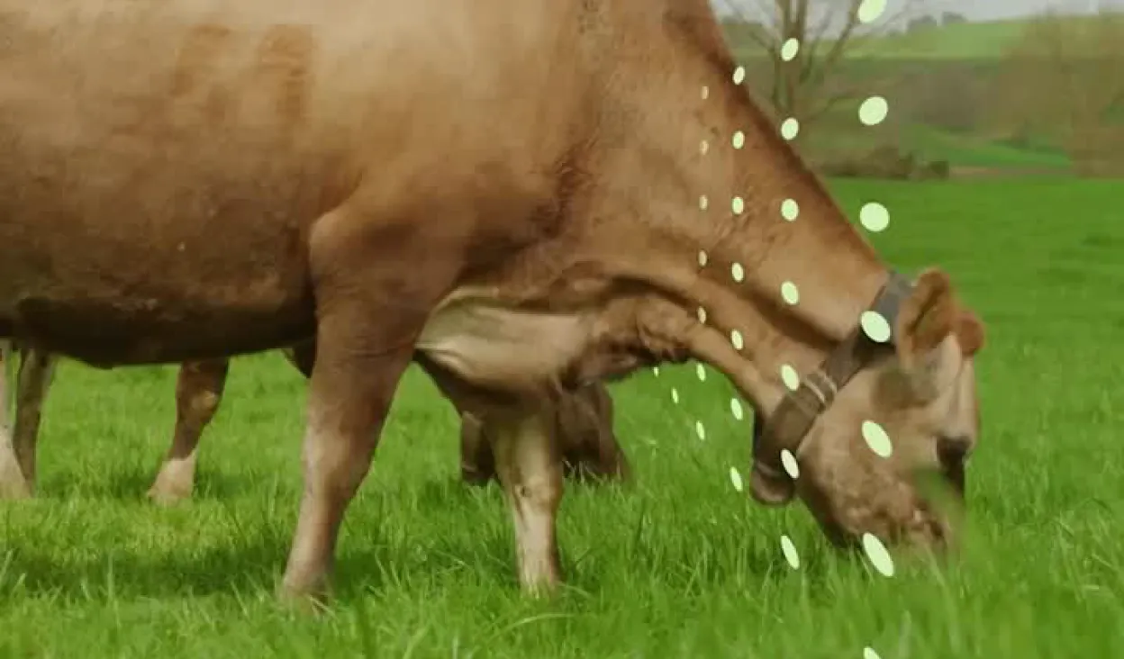 A light brown cow grazes in a green pasture while wearing a Halter collar. Stylised digital dots flow from its neck, suggesting a virtual fence line.