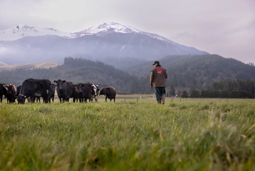A farmer in a brown jacket walks toward a herd of black cows in a wide open field.
