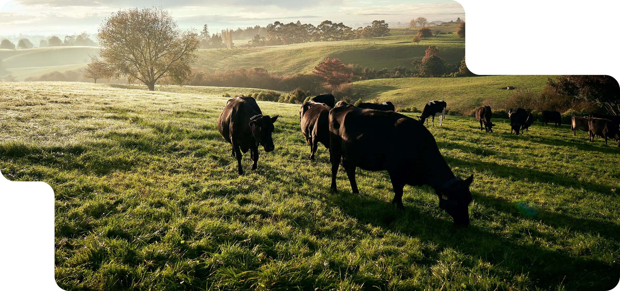 A herd of black cows grazes on a sunlit hillside pasture in the early morning, with rolling green hills and scattered trees in the background. 