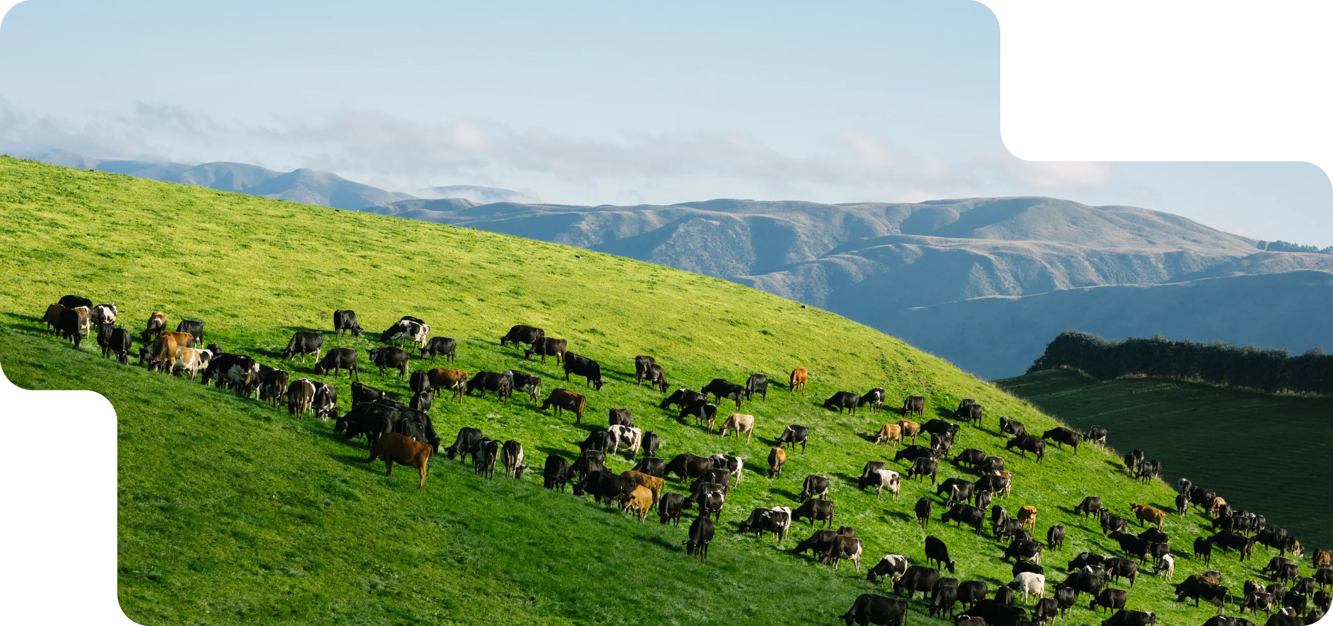 A large herd of Halter cows graze across a bright green hillside under a clear blue sky.