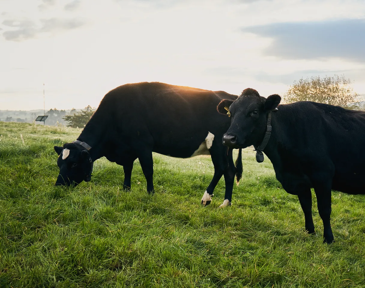 Two black cows stand on a grassy hill at sunset. One grazes while the other faces the camera, both wearing Halter collars.