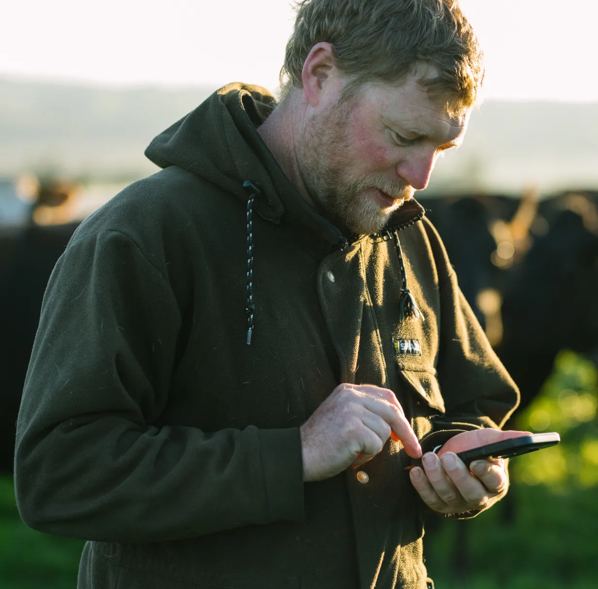 A Halter farmer in a thick brown hoodie uses a smartphone while standing in a paddock with cows behind him.