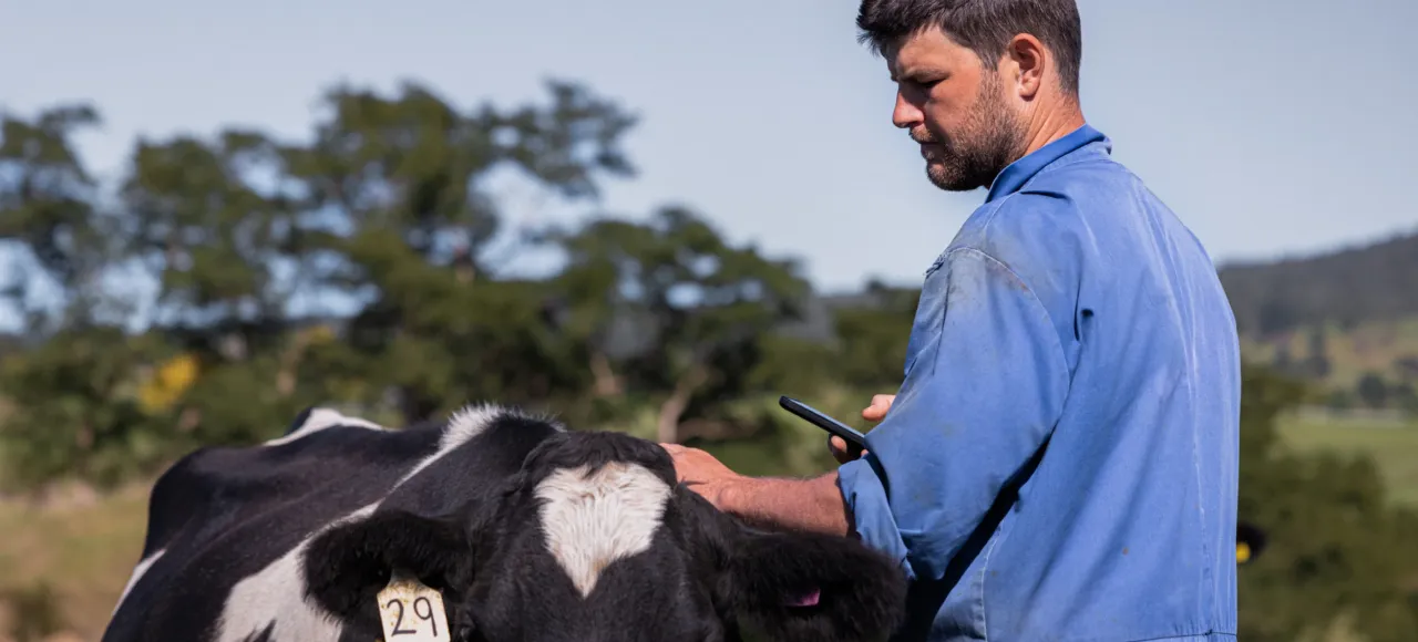 A farmer in a blue coverall stands beside a black and white cow, holding a smartphone. 