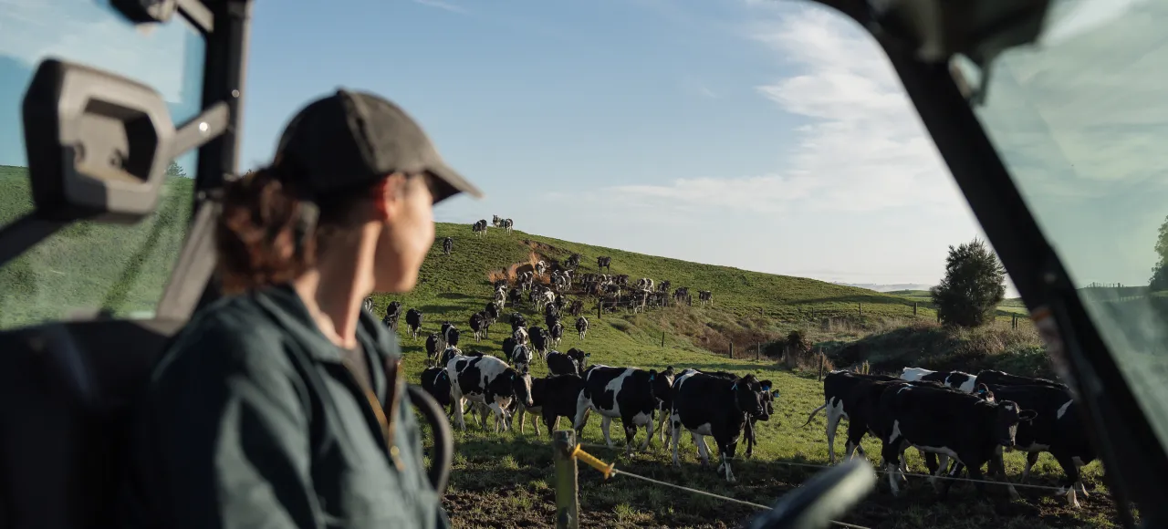 A farmer inside a farm vehicle looks out the window at a large herd of black and white cows moving across a grassy hill. 