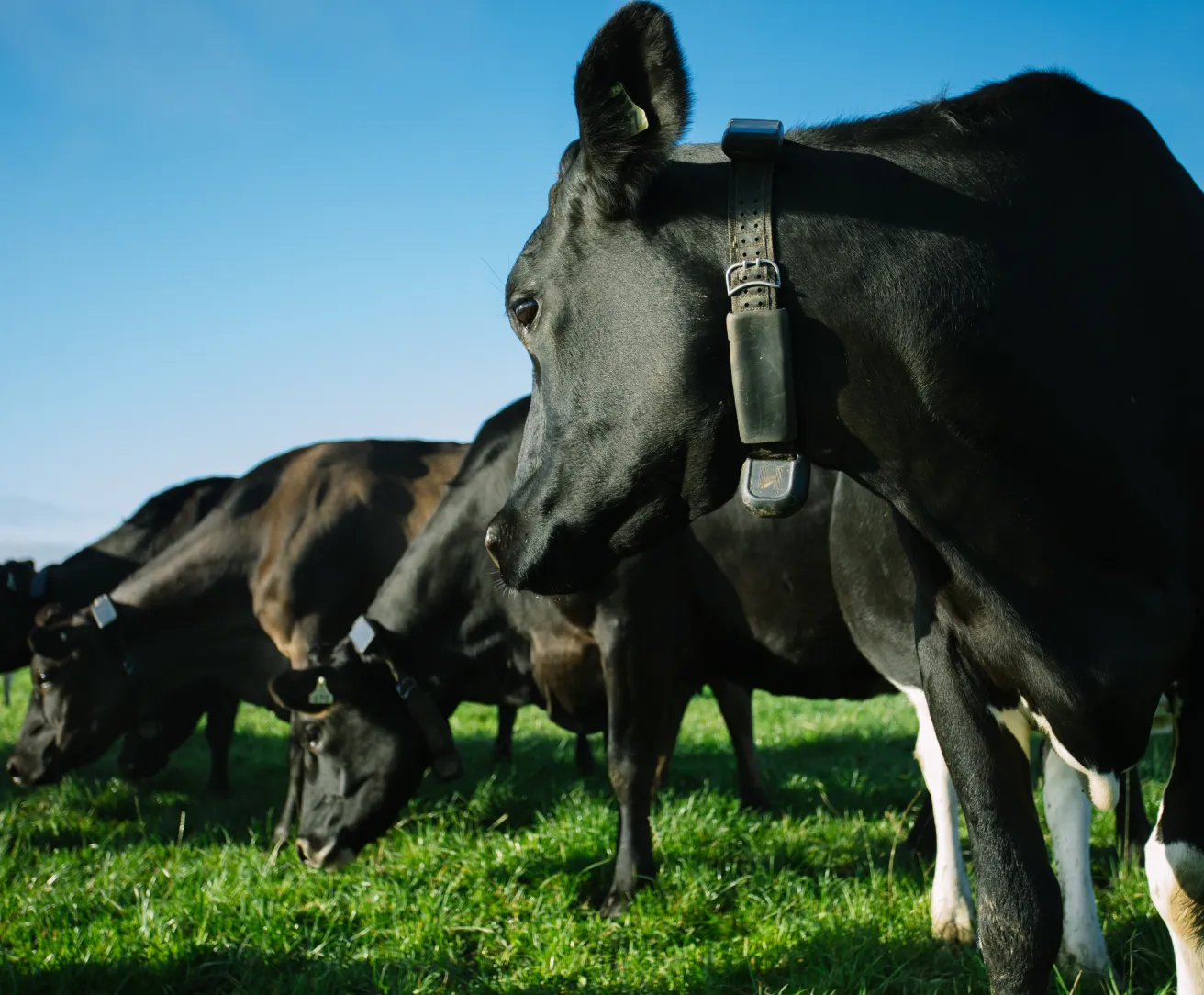 A group of black cows grazing in a pasture under a clear blue sky. The cow in the foreground is sharply in focus and wears a Halter Collar.