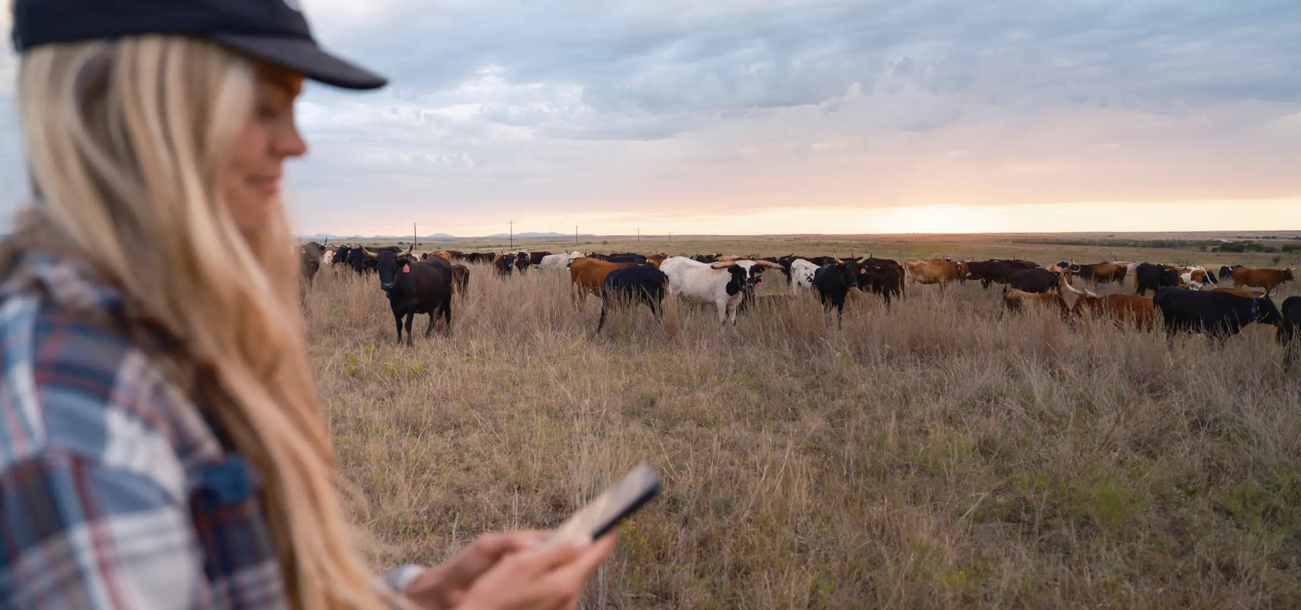 A woman stands in the foreground holding a smartphone while a herd of cattle grazes in an open field at sunset.