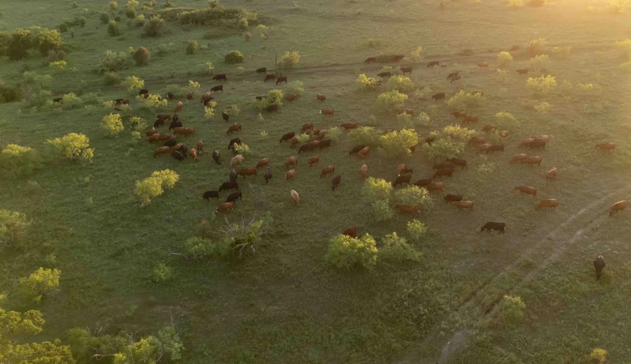 Aerial view of a scattered herd of cattle grazing across a vast, green pasture with sparse trees and sunlight streaming from the top right.