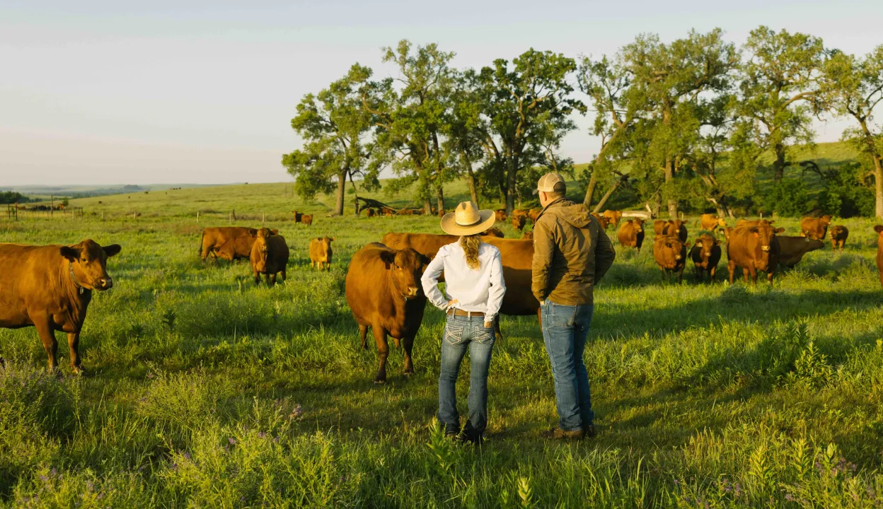 A man and woman rancher observe a herd of reddish-brown cattle in a lush green pasture surrounded by trees under early morning light.